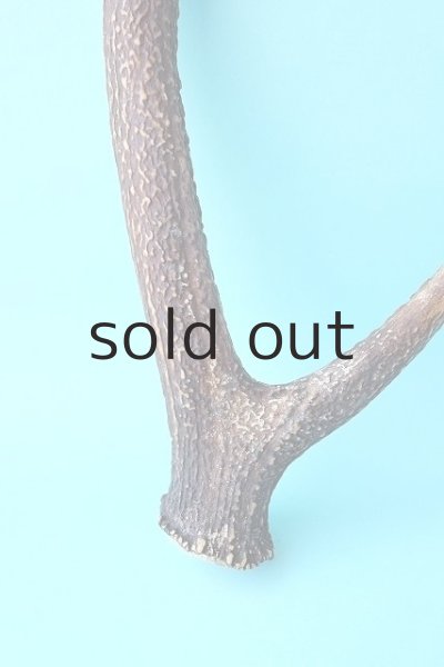 画像2: デコール用二ホンジカの角 (2)