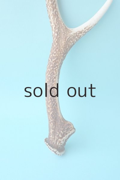 画像2: デコール用二ホンジカの角 (2)