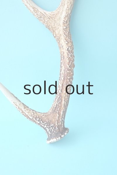 画像2: デコール用二ホンジカの角 (2)