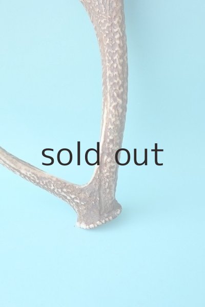 画像2: デコール用二ホンジカの角 (2)