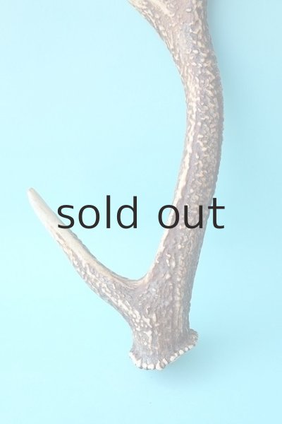 画像2: デコール用二ホンジカの角 (2)