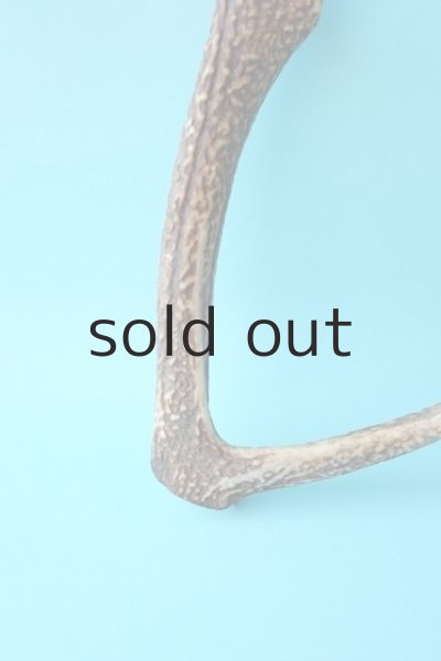 画像2: デコール用二ホンジカの角 (2)