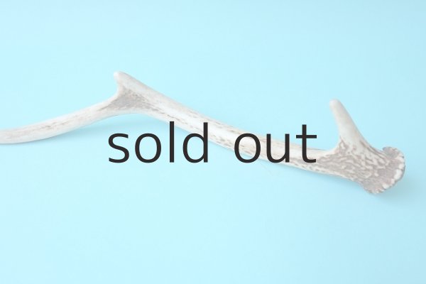 画像3: デコール用二ホンジカの角 (3)