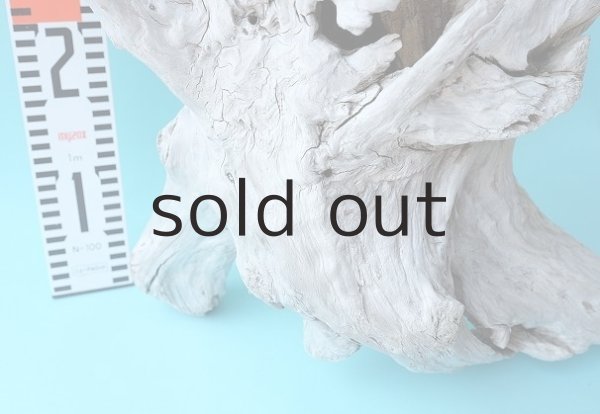 画像5: 流木根・中型 (5)