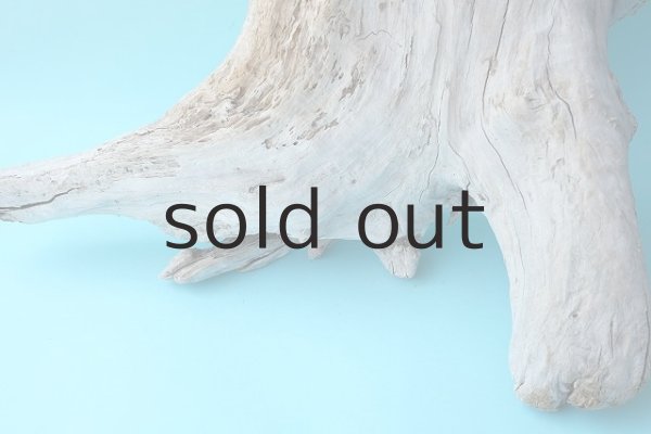 画像2: 流木根・中型 (2)