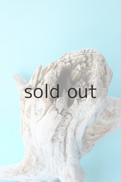 画像3: 流木根・中型 (3)