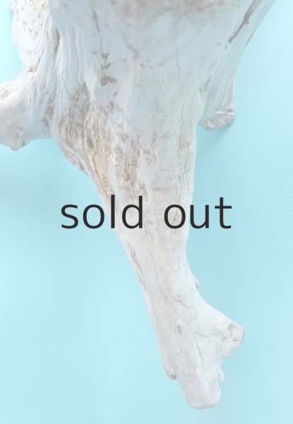 画像4: 流木根・中型 (4)