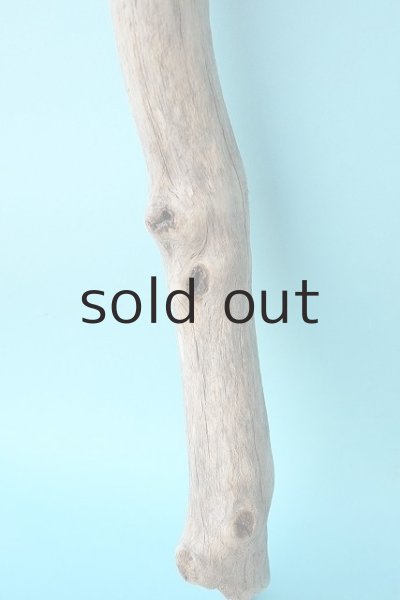 画像2: 幹流木 (2)