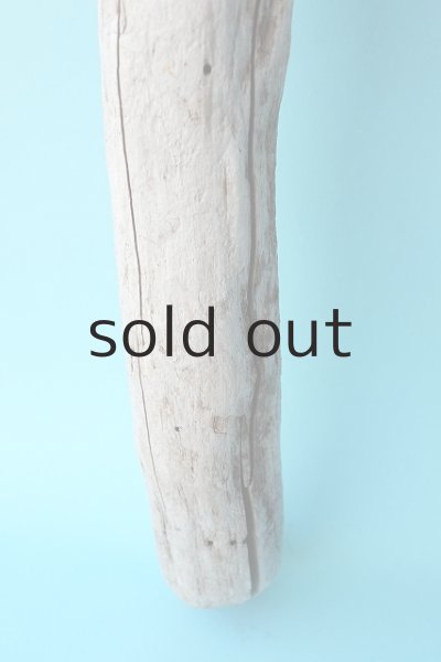 画像2: 幹流木 (2)