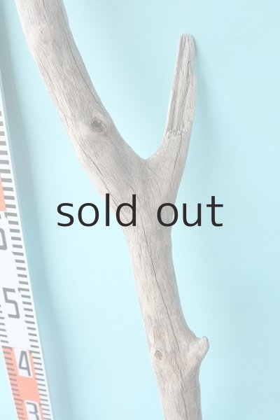 画像4: 幹流木 (4)