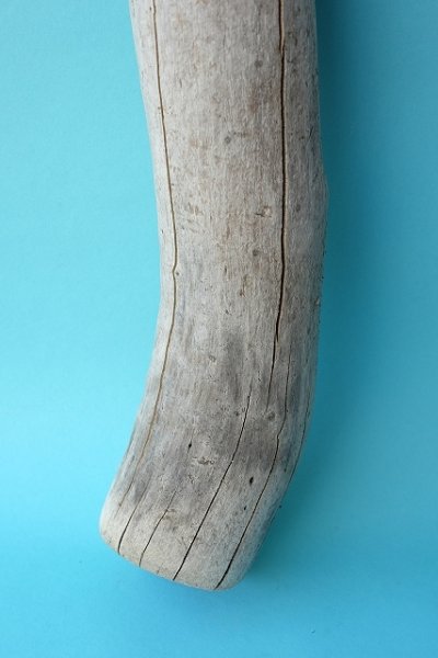 画像2: 幹流木 (2)