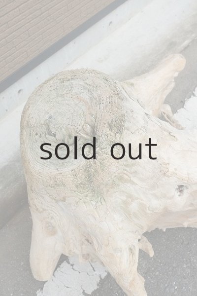 画像2: 大型 根 (2)