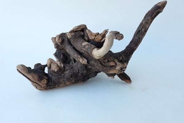 画像2: ミニ流木根 (2)