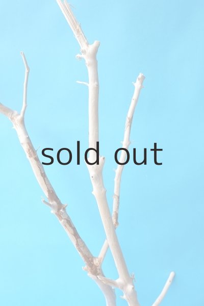 画像4: 幹流木 (4)