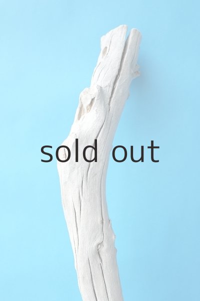 画像4: 幹流木 (4)