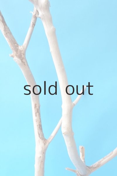 画像3: 幹流木 (3)