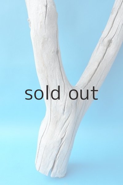 画像2: 幹流木 (2)