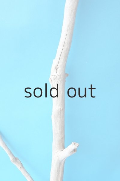 画像3: 幹流木 (3)