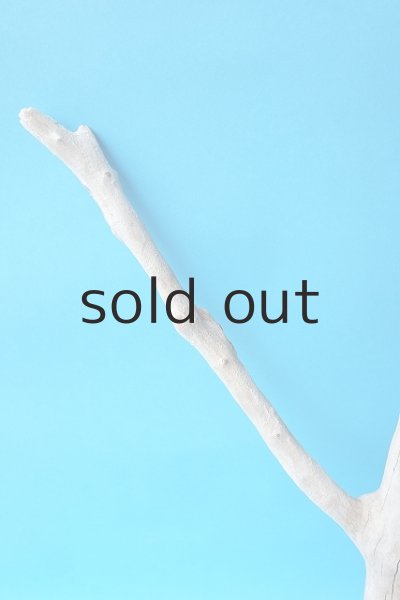 画像5: 幹流木 (5)