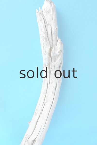 画像5: 幹流木 (5)