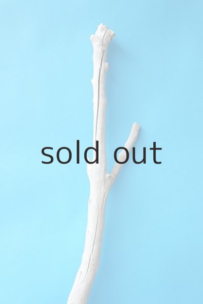 画像4: 幹流木 (4)