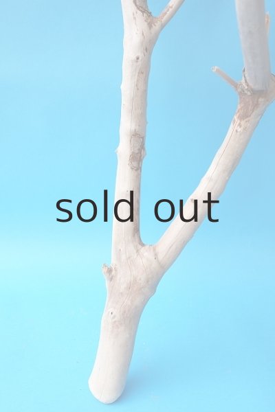 画像2: 幹流木 (2)