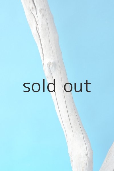 画像3: 幹流木 (3)