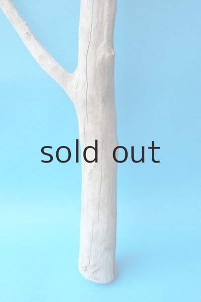 画像2: 幹流木 (2)