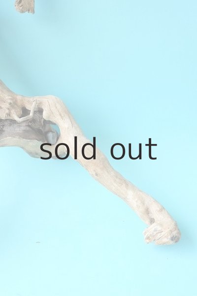 画像3: 流木根 (3)