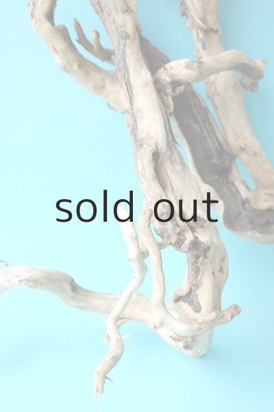 画像2: 流木根 (2)