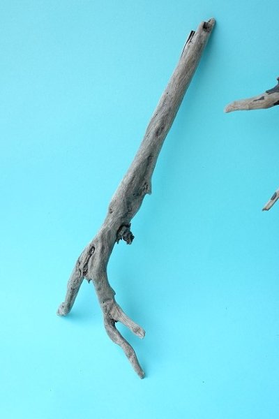 画像2: 流木根セット (2)