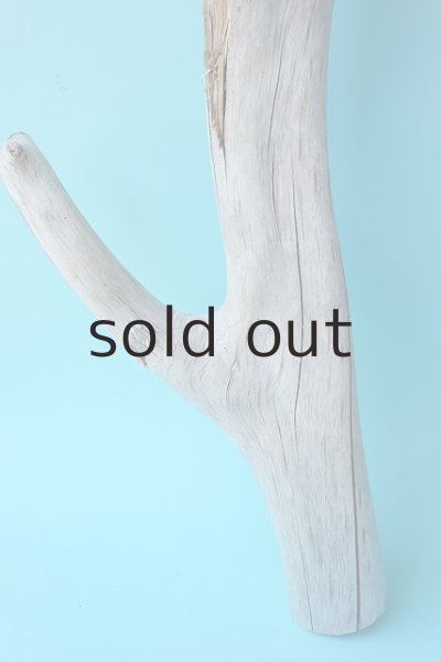 画像2: 幹流木 (2)