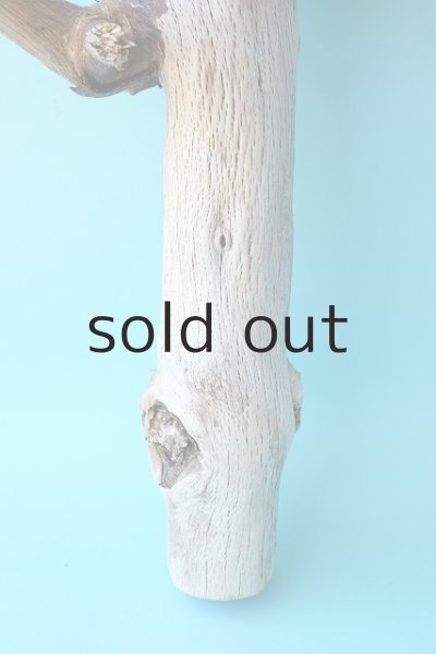 画像2: 幹流木 (2)