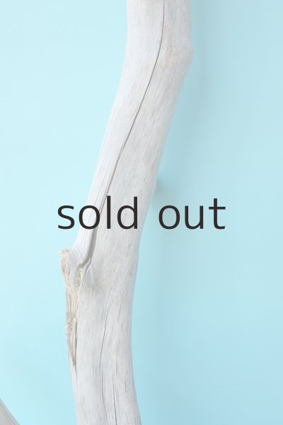 画像3: 幹流木 (3)