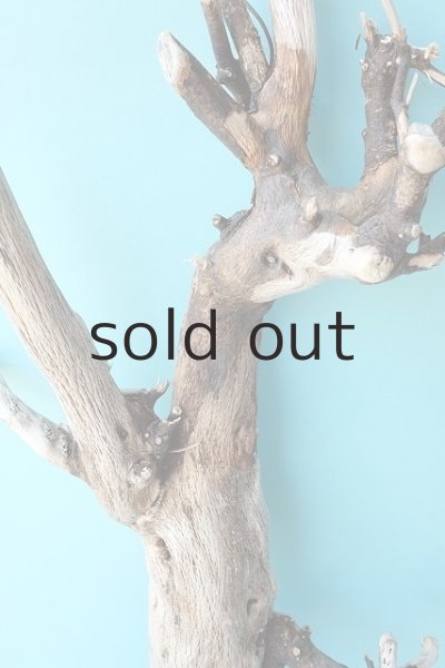 画像3: 幹流木 (3)