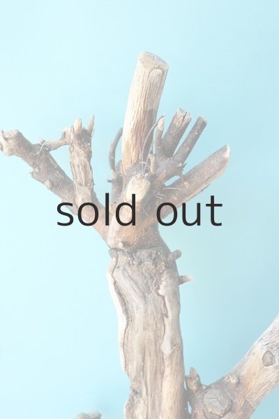 画像5: 幹流木 (5)