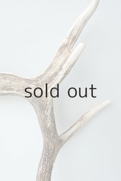 画像3: デコール用二ホンジカの角 (3)