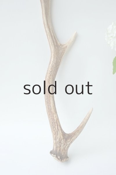 画像2: デコール用二ホンジカの角 (2)