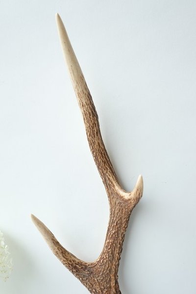 画像3: デコール用二ホンジカの角 (3)