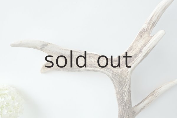 画像4: デコール用二ホンジカの角 (4)