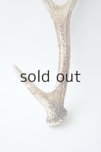 画像2: デコール用二ホンジカの角 (2)