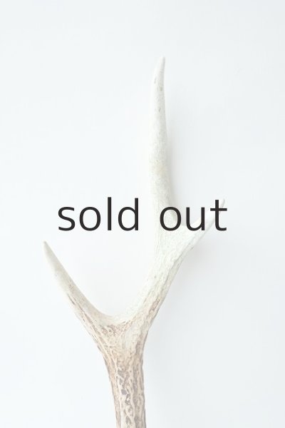 画像3: デコール用二ホンジカの角 (3)