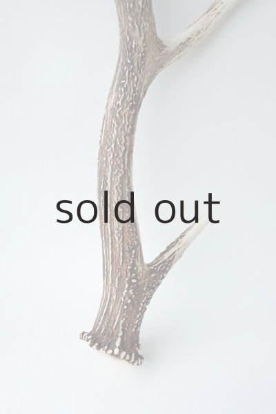 画像2: デコール用二ホンジカの角 (2)