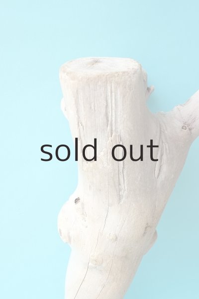 画像5: 幹流木 (5)