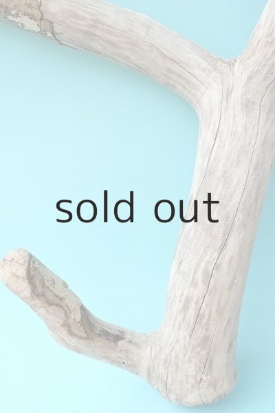 画像4: 幹流木 (4)