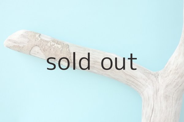 画像5: 幹流木 (5)