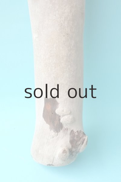 画像2: 幹流木 (2)