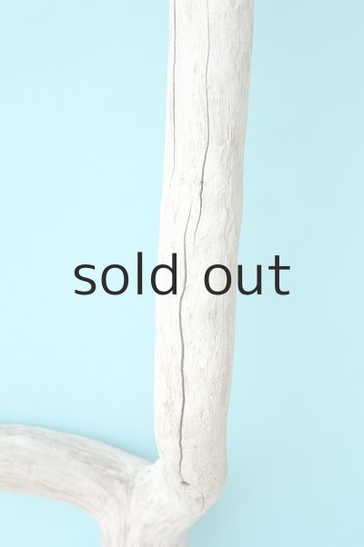 画像3: 幹流木 (3)