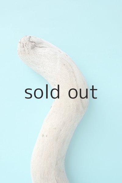 画像3: 幹流木 (3)