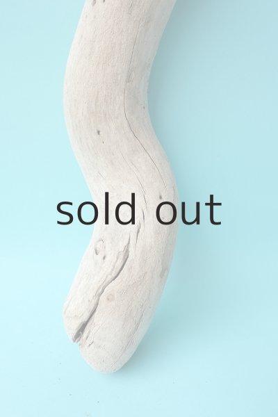 画像2: 幹流木 (2)